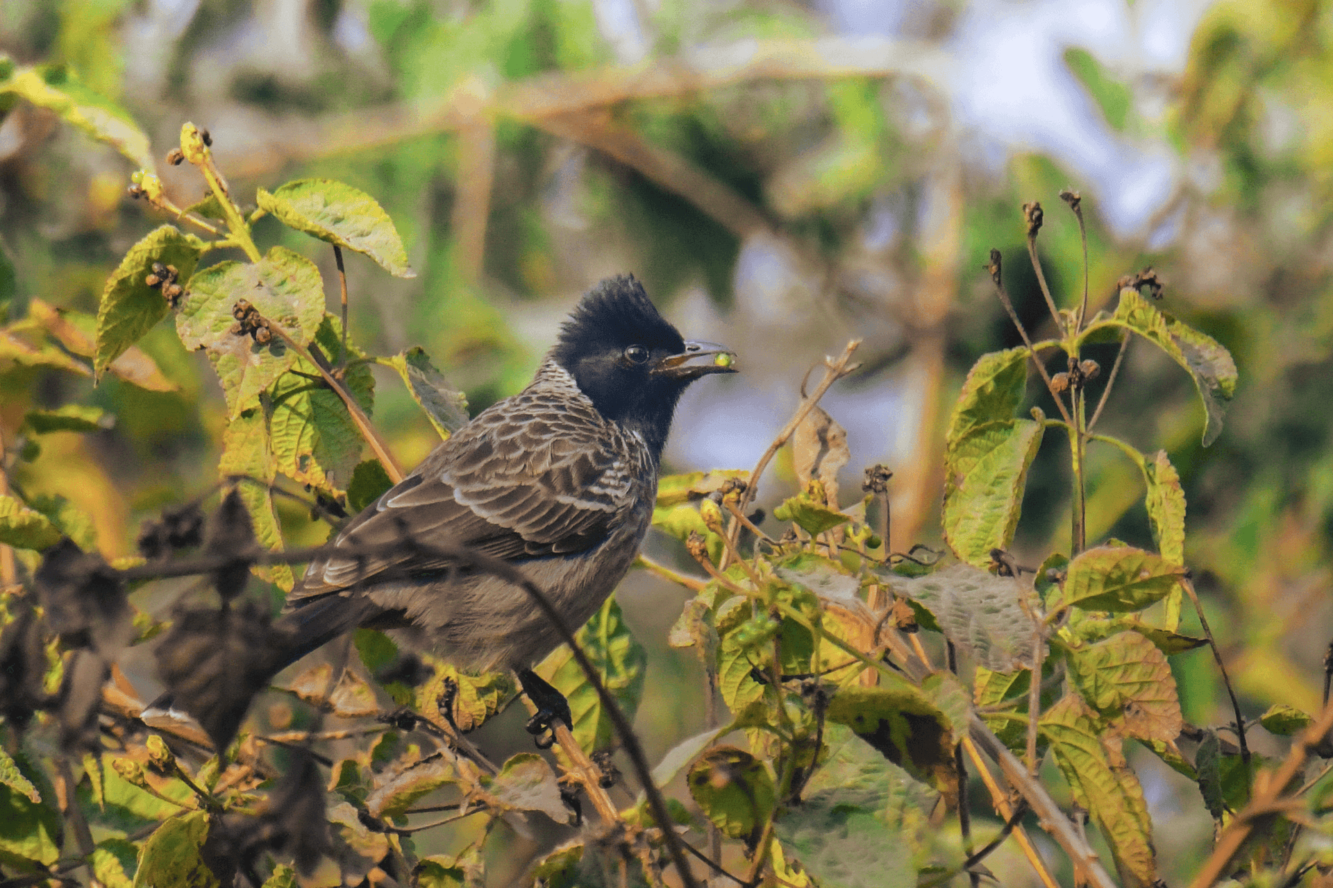 Wings of Wonder: PSG Bird Count 2026